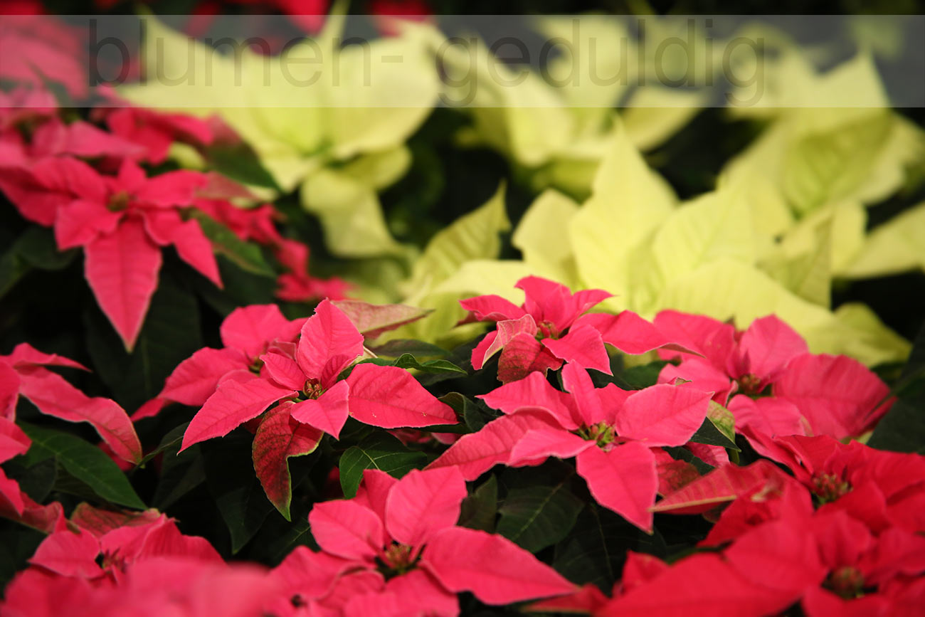 Advent-2015--16